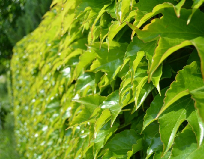 Pavinic trifoliate ´Veitchii Robusta´