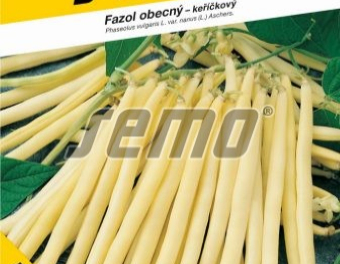 Fasole Berggold  semințe