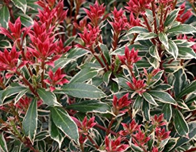 Pieris japonica Little Heath