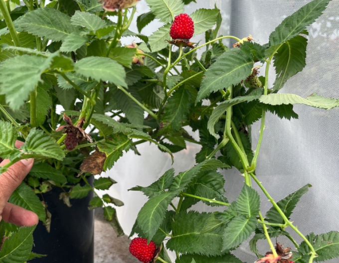 Raspberry-Spring