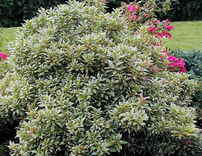 Pieris japonica Little Heath