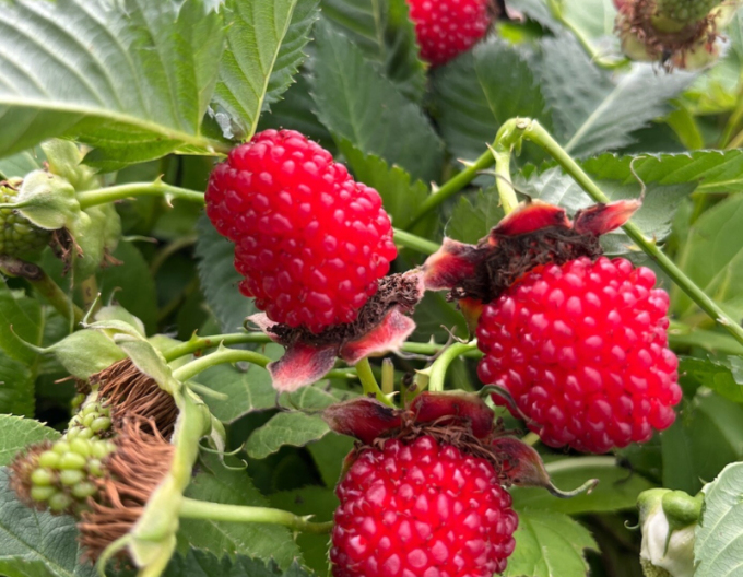 Raspberry-Spring