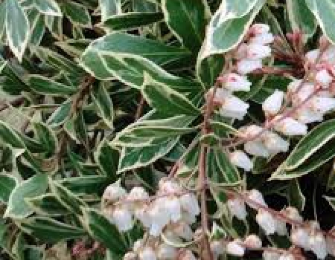 Pieris japonica Little Heath