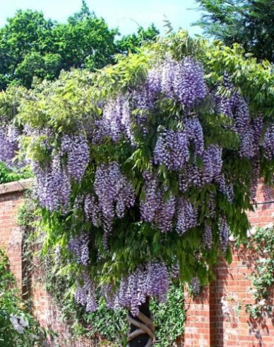 „Glicină„Wisteria înflorită Issai