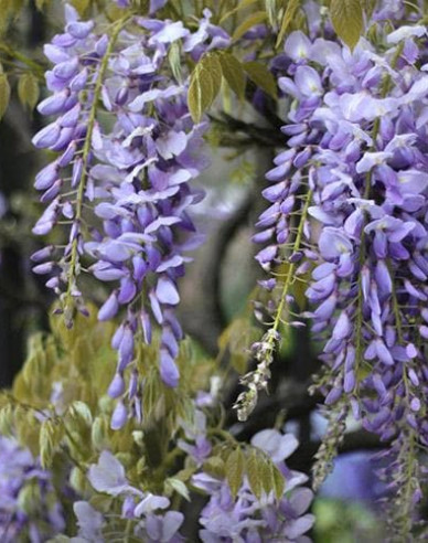 „Glicină„Wisteria înflorită Issai