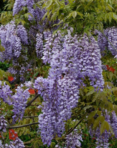 „Glicină„Wisteria chineză Caroline