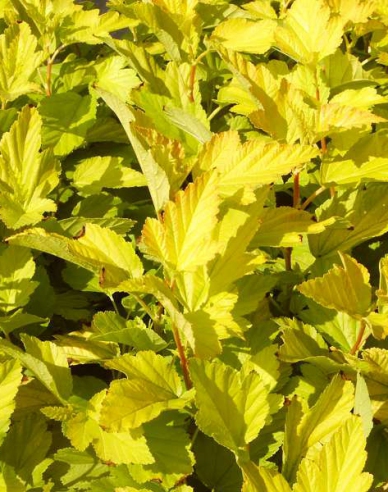 Physocarpus Darts Gold