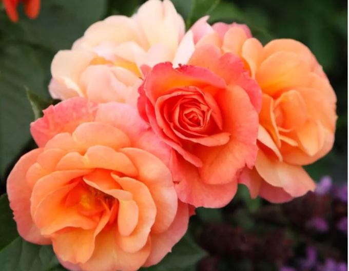 Trandafir APRICOLE