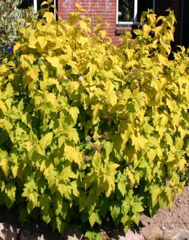 Physocarpus Darts Gold