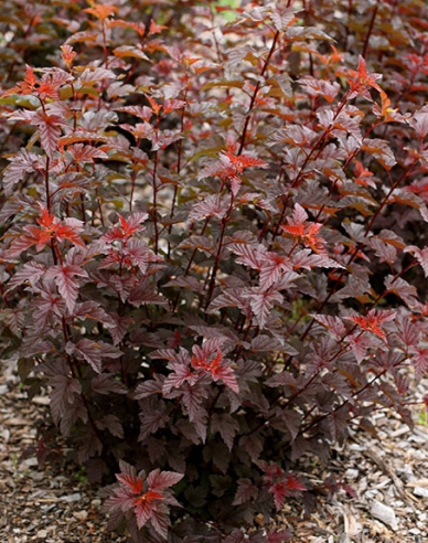 Physocarpus Lady in Red