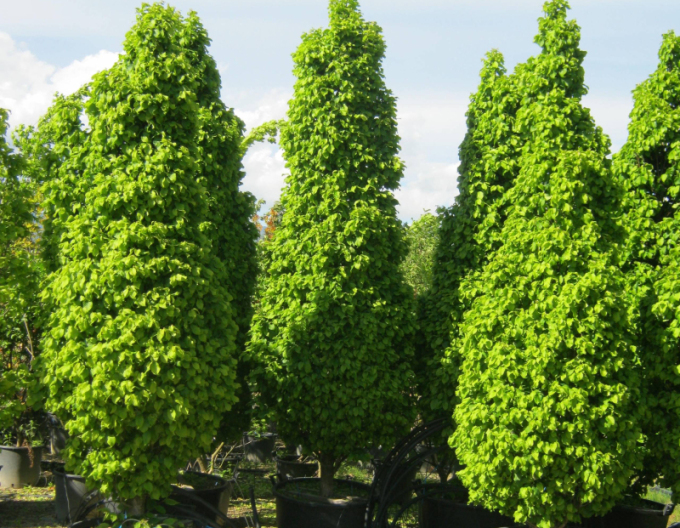 Carpen columnar ´Fastigiata´
