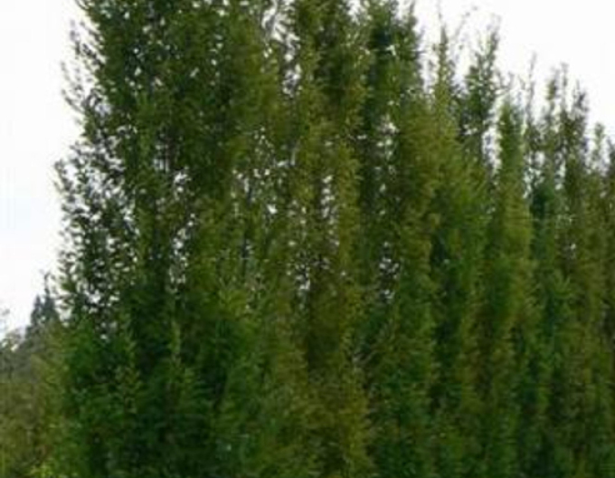 Carpen columnar ´Fastigiata´
