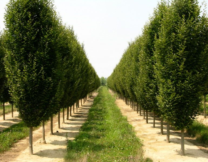 Carpen columnar ´Fastigiata´