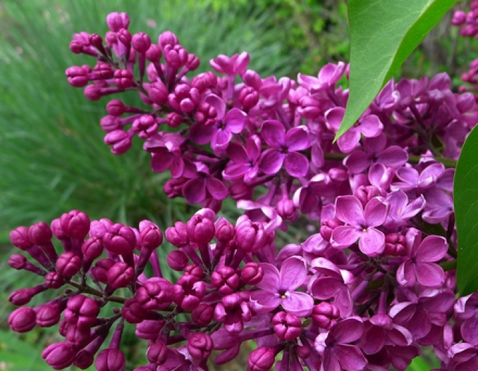 Liliac Andenken an Ludwig Späth