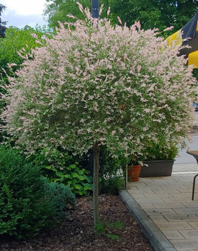 Salcie japoneză Hakuro-Nishiki 150cm