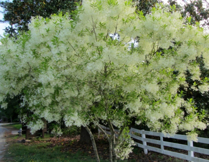 Chionant-arborele zăpezii