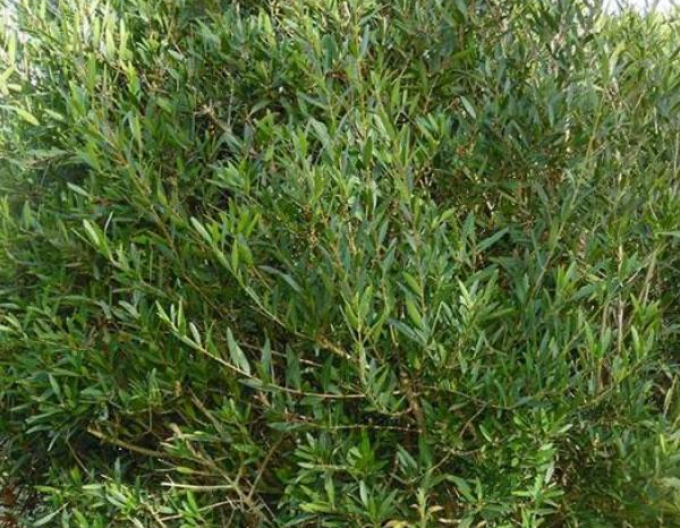Phyllyrea