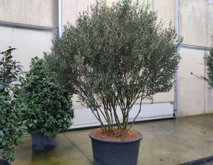 Phyllyrea