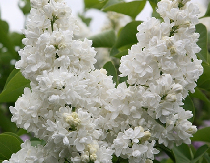 Liliac " Monique Lemoine"