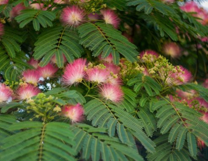Albizia roz Evis Pride