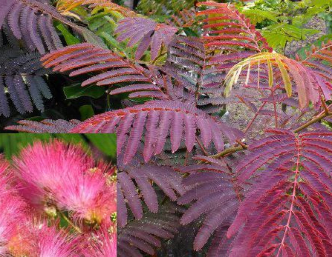Albizia roz Evis Pride