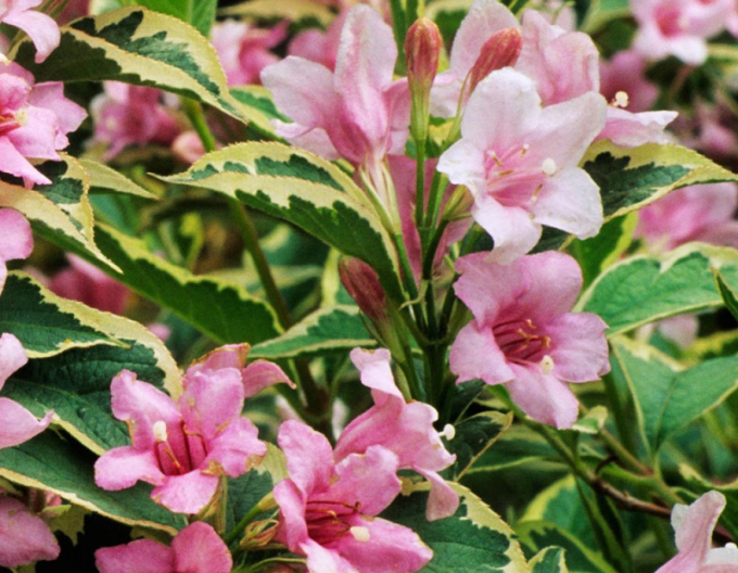 Vaigelia Nana variegata