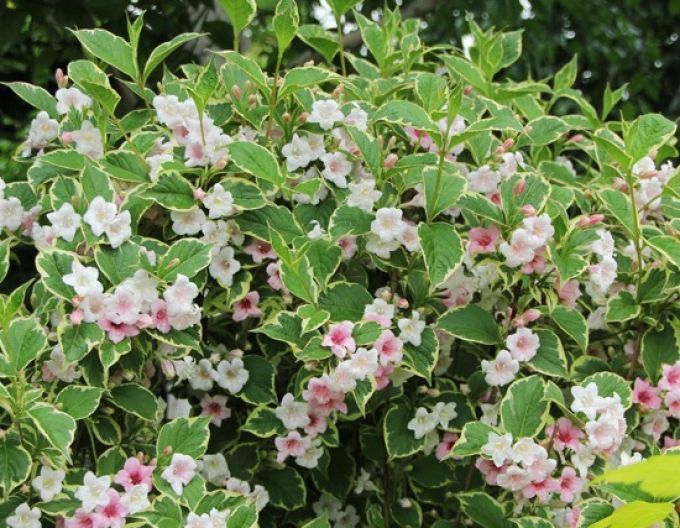 Vaigelia Nana variegata