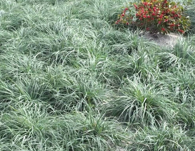 Carex Millet sedge