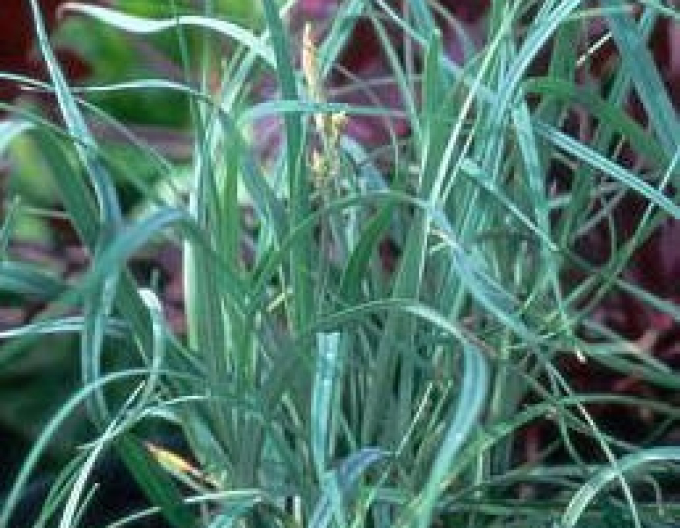 Carex Millet sedge