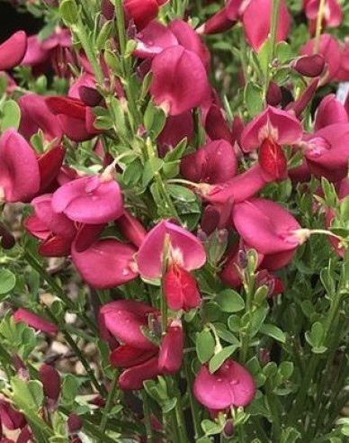 Cytisus ´Johnson Crimson´