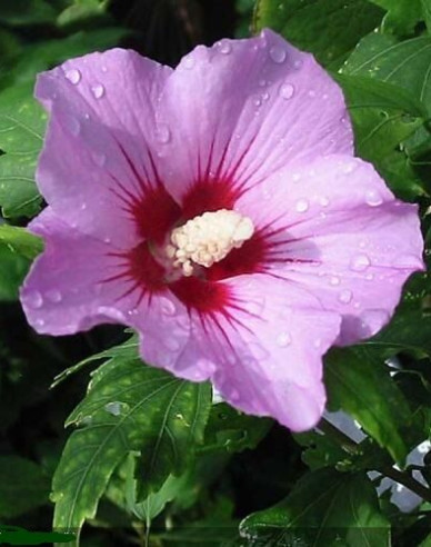 Hibiscus sirian Aphrodite