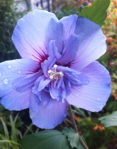 Hibiscus sirian Blue Chiffon