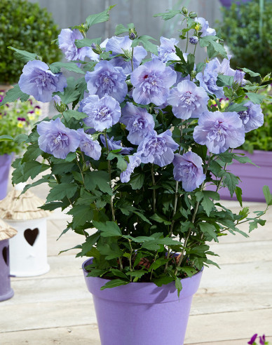 Hibiscus sirian Blue Chiffon