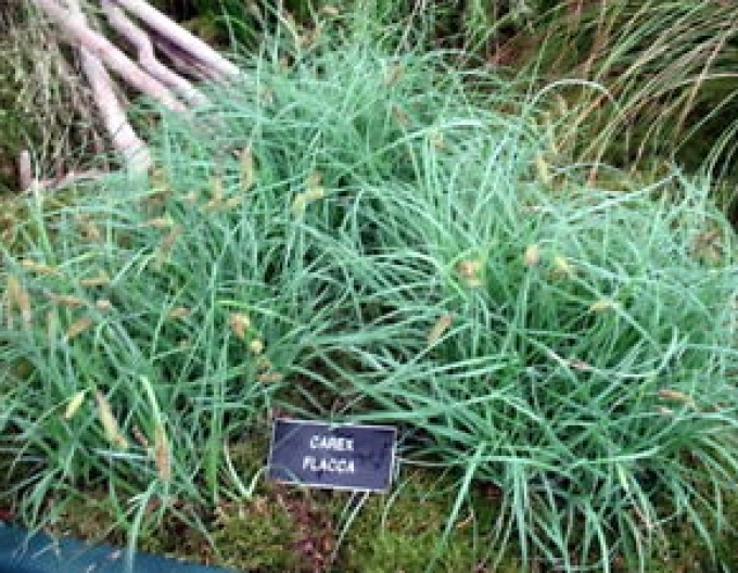 Carex Millet sedge