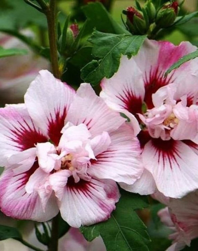 Hibiscus syrian ´Lady Stanley´
