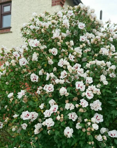 Hibiscus syrian ´Lady Stanley´