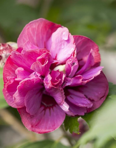 Hibiscus sirian Duc De Brabant