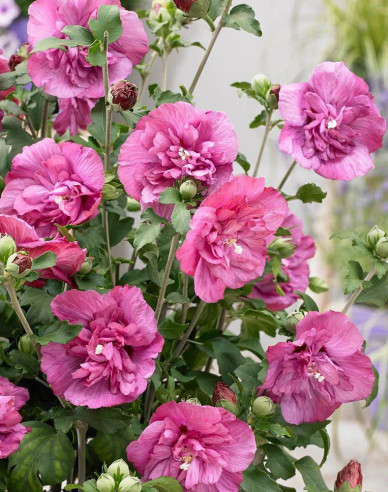 Hibiscus sirian Duc De Brabant