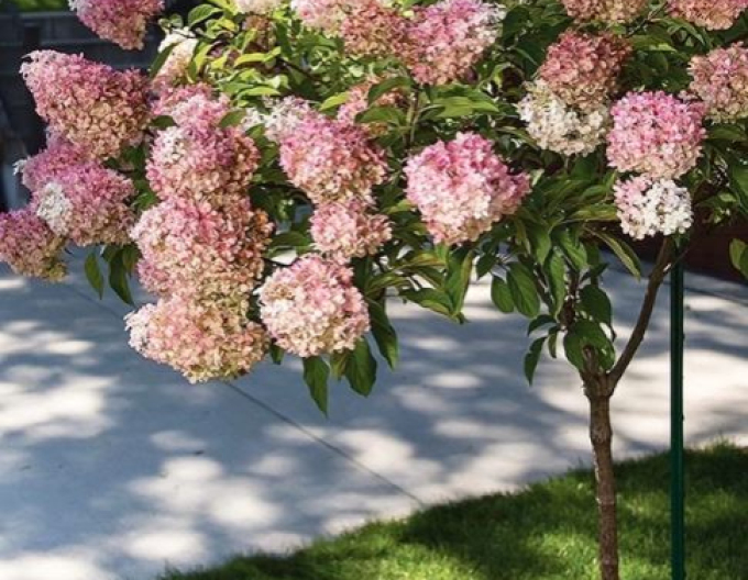 Hortensia Vanille-Fraise pom-decorativ