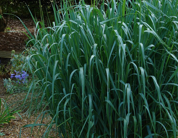 Carex Dallas Blues