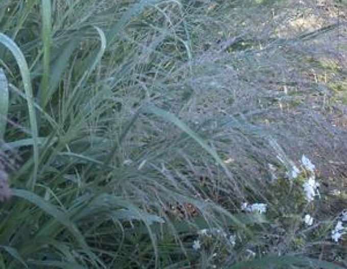 Carex Dallas Blues