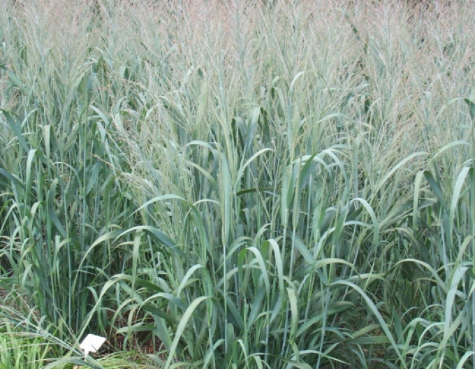 Carex Dallas Blues