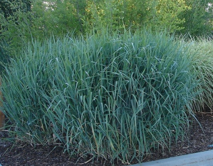 Carex Dallas Blues