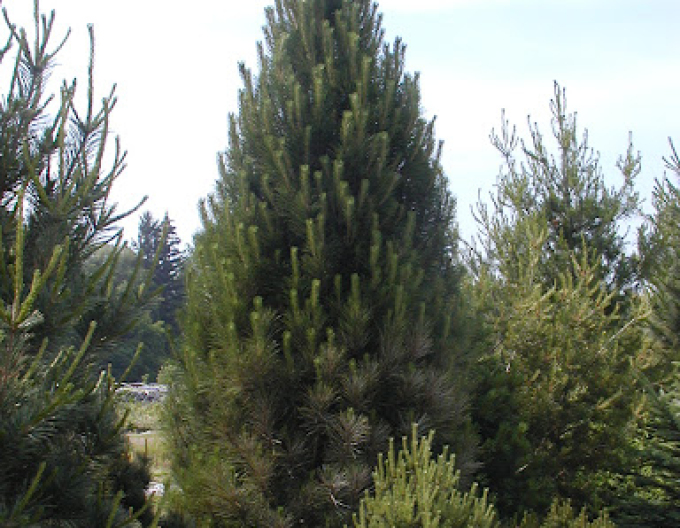Pin neted ´Fastigiata´