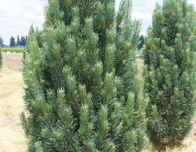 Pin neted ´Fastigiata´
