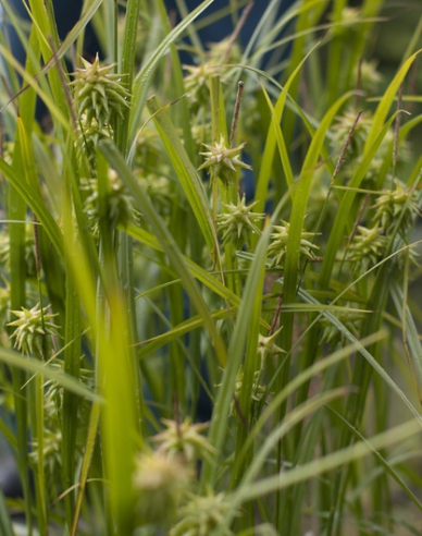 Carex  "Sedge Gray´s"