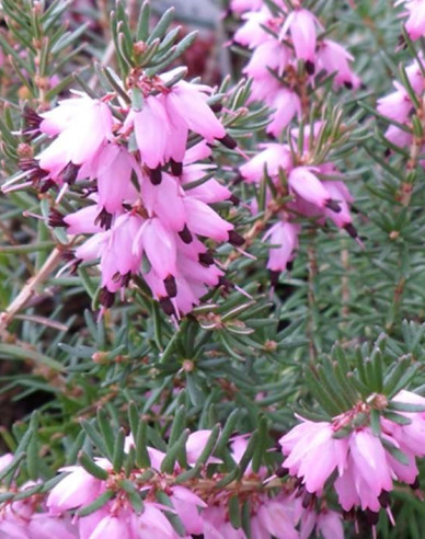 Erica darleyensis J.W. Porters