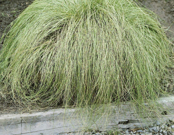 Carex ´Frosted Curls´