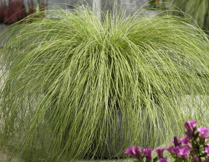 Carex ´Frosted Curls´