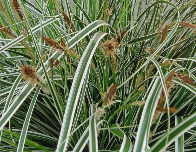 Carex ´Everest´